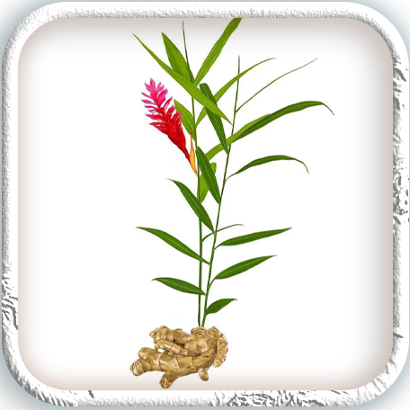 Kerala Ginger